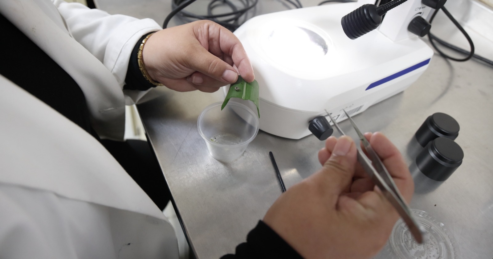 Científico con planta en laboratorio