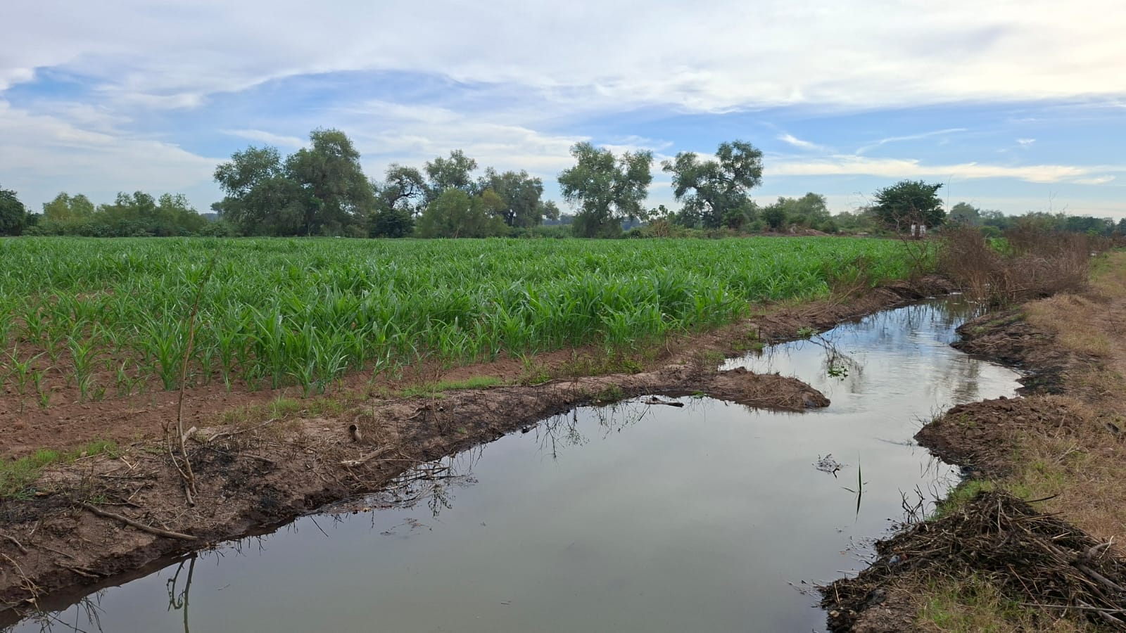 Campo con módulo de riego