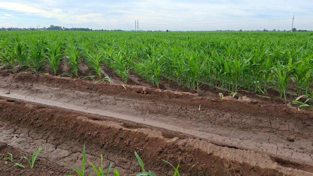 Campo en Guasave