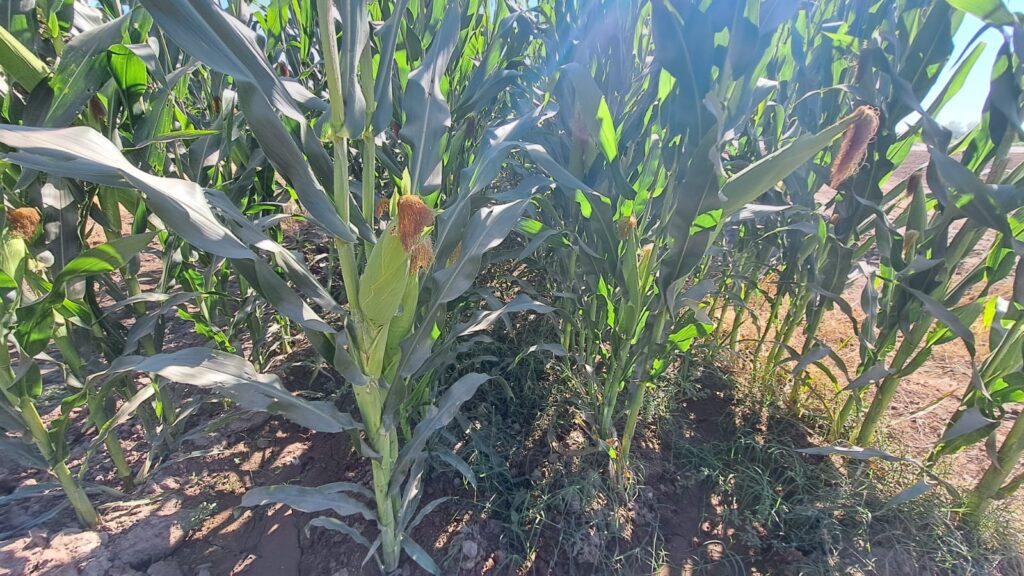 Planta en campo agrícola