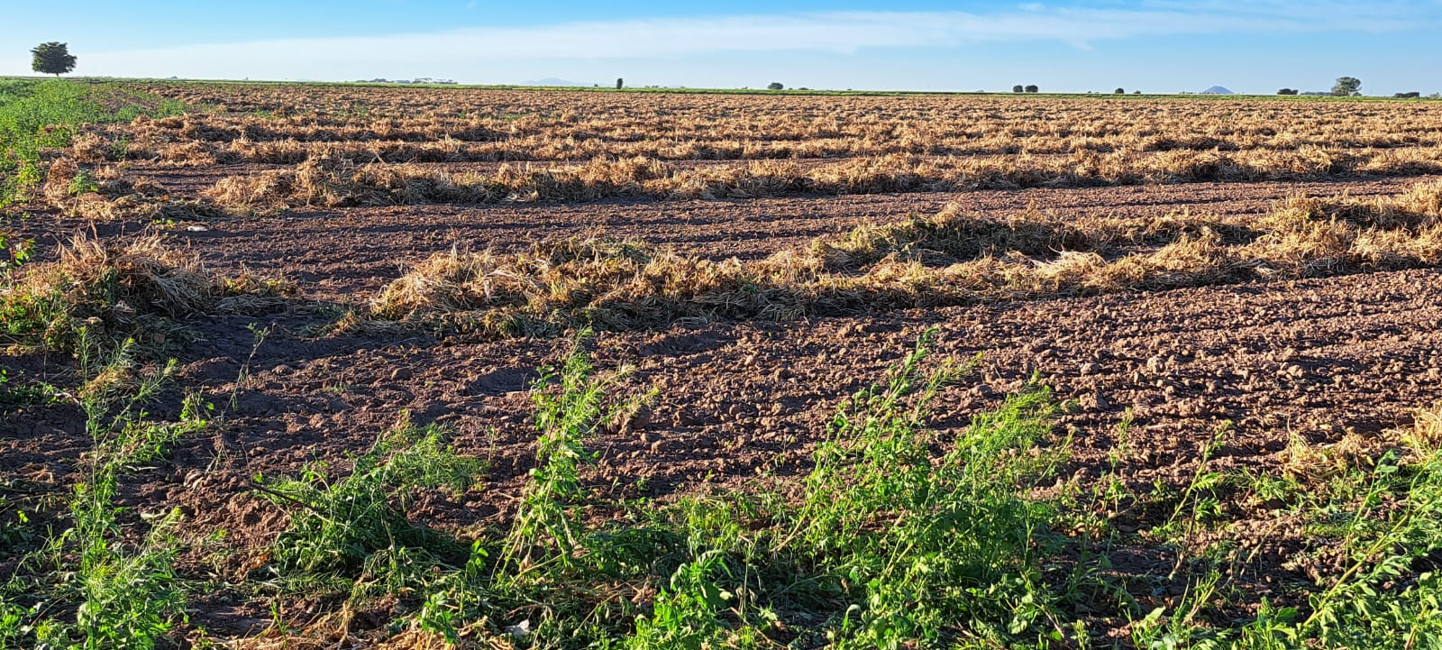 Campo agrícola