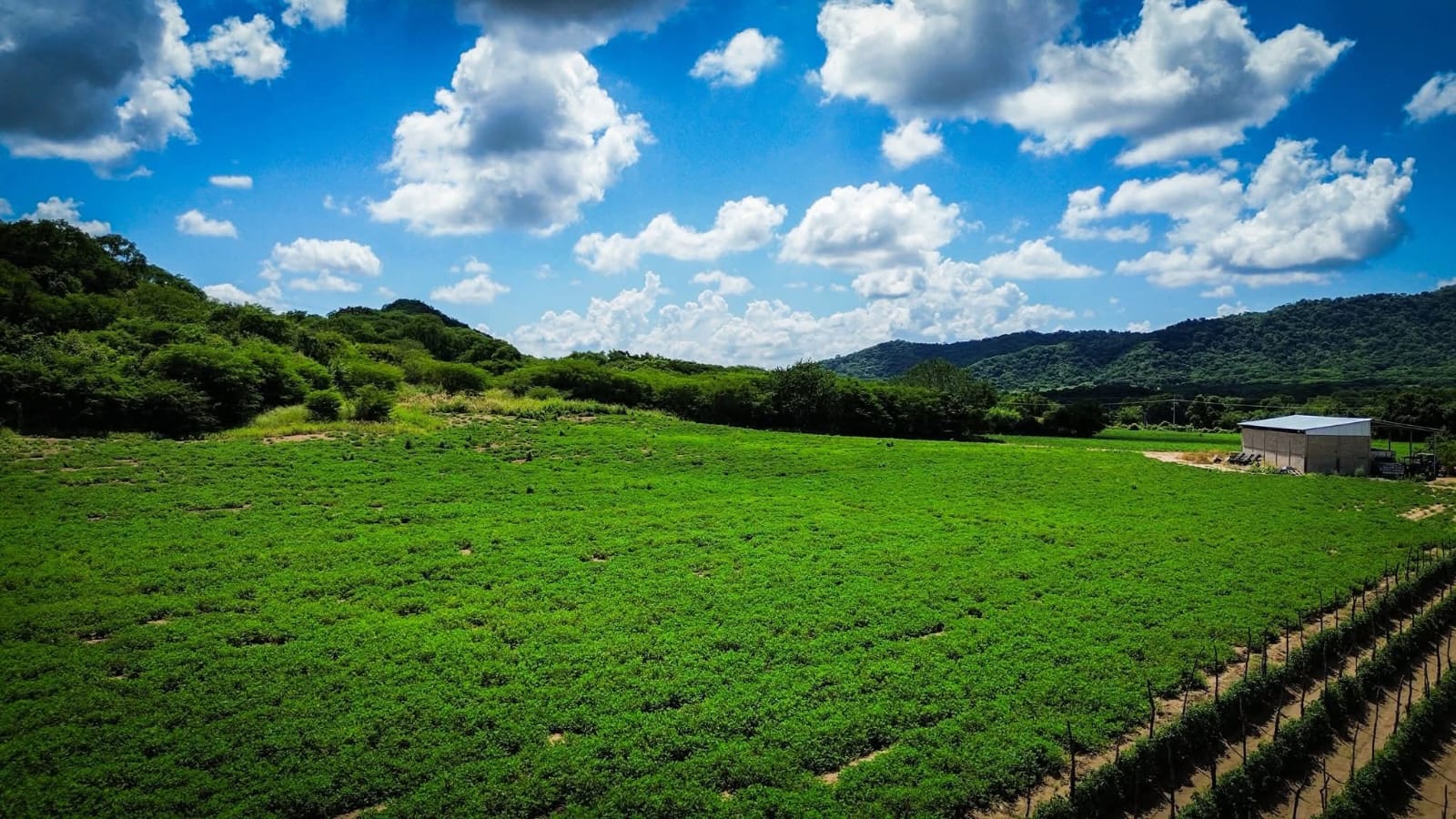 Campo de siebra