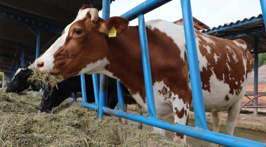 Activan alerta preventiva en el Edomex por primer caso de gusano barrenador