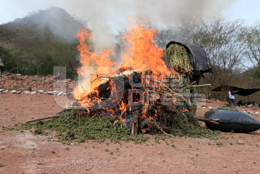 Plantíos destruidos, tres detenidos y armamento conforman los resultados del miércoles en Sinaloa