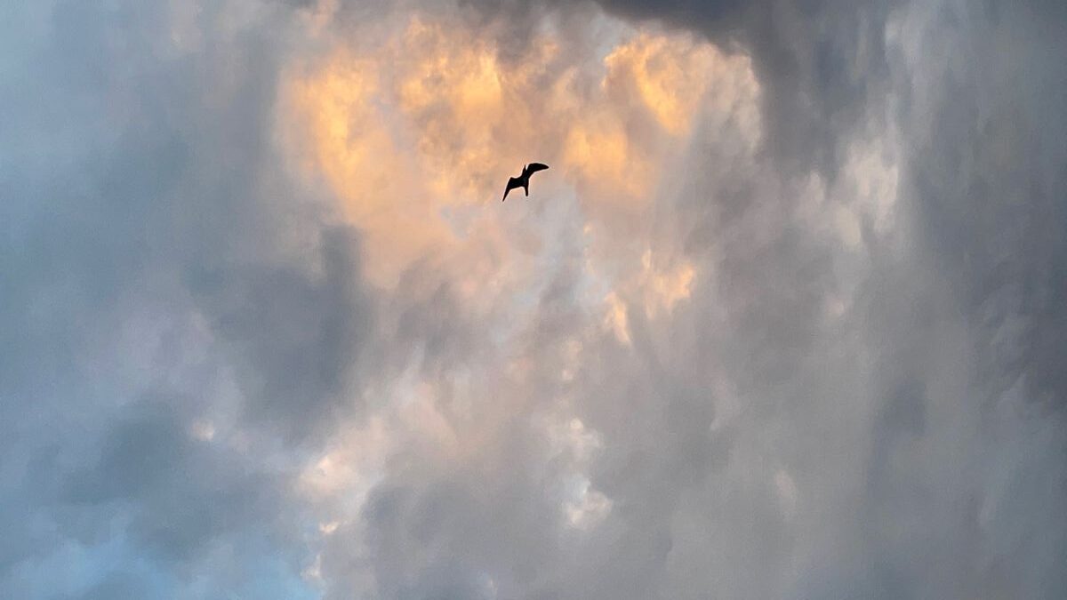 Cielo nublado con un pájaro en lo alto