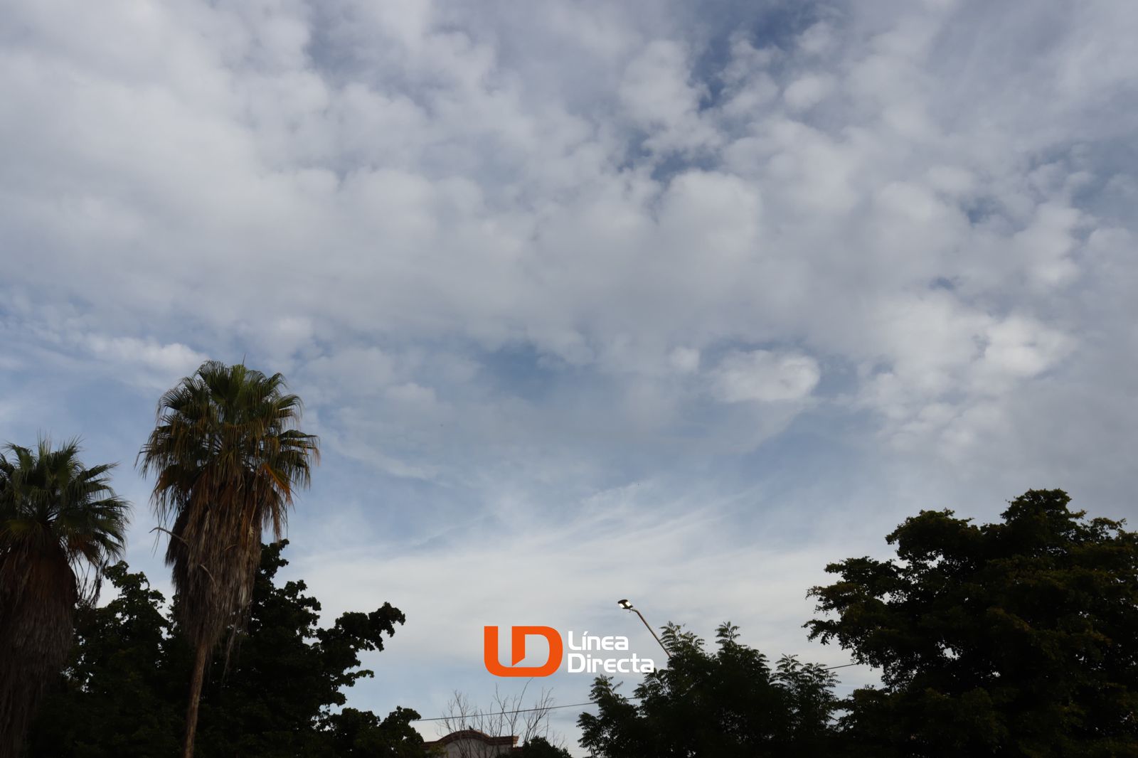 Cielo nublado con sombras de arboles y palmas