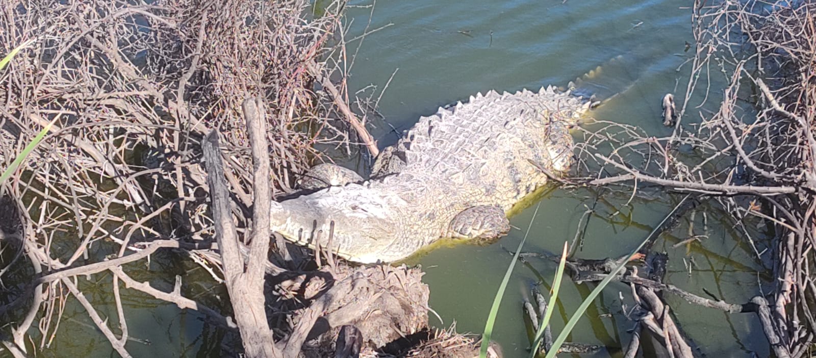 Entre el miedo y curiosidad hacen parada con el cocodrilo