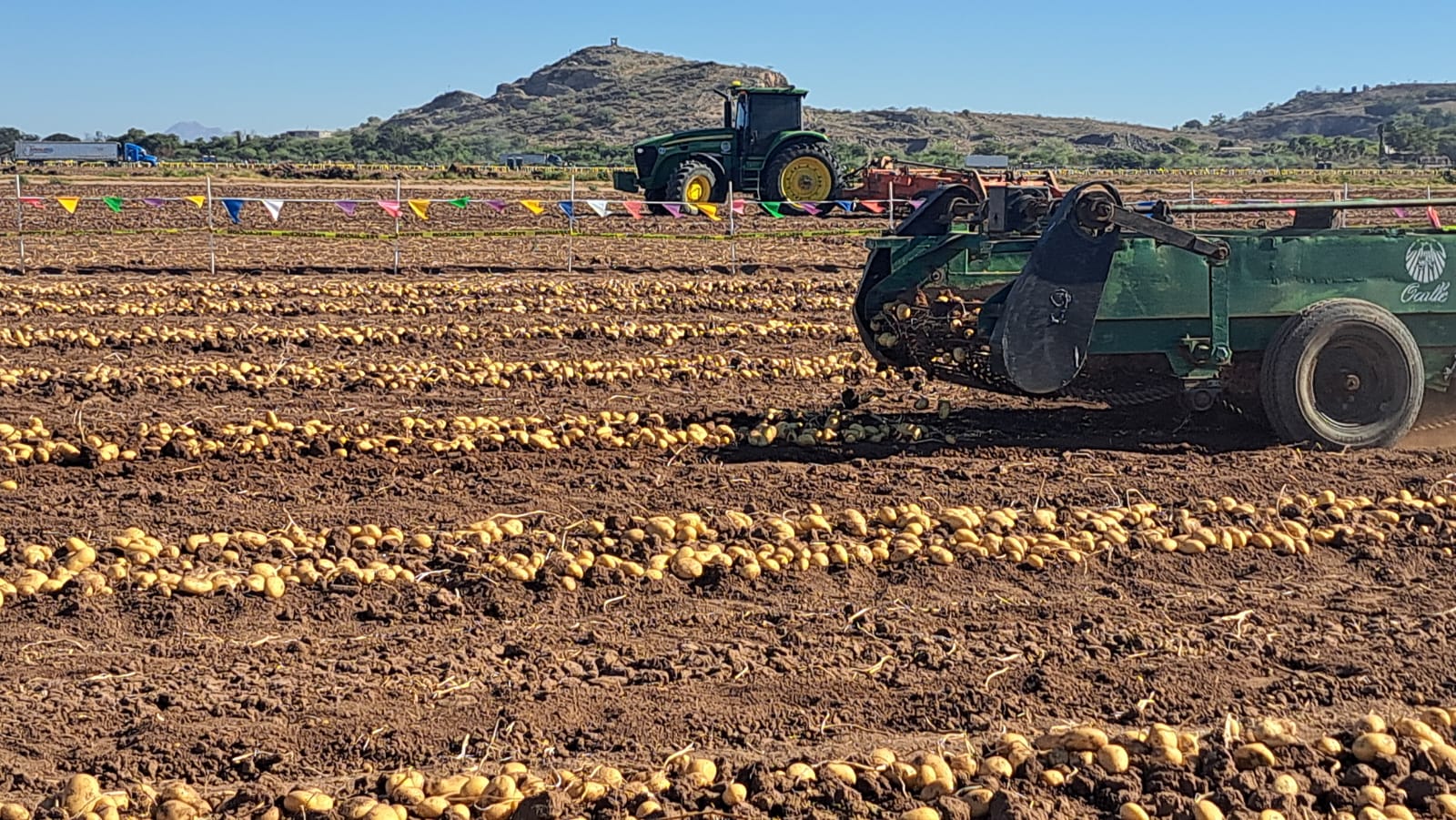 Campo de papa en Sinaloa donde se ve a maquinaria pesada realizando cosecha