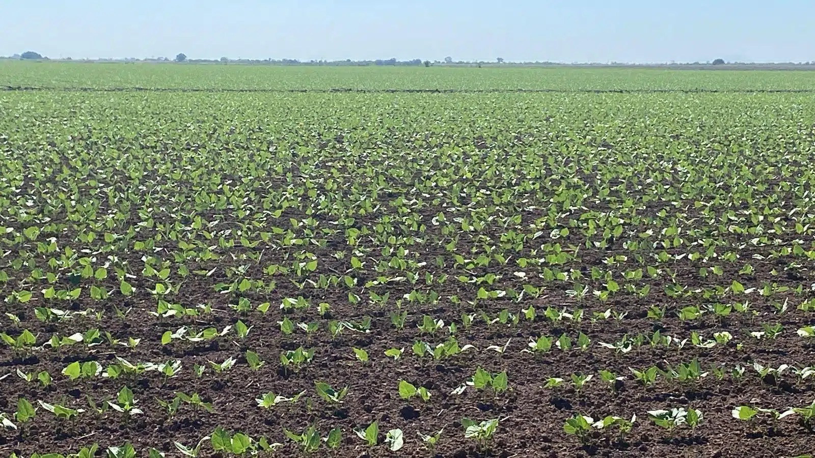 Cultivo de frijol