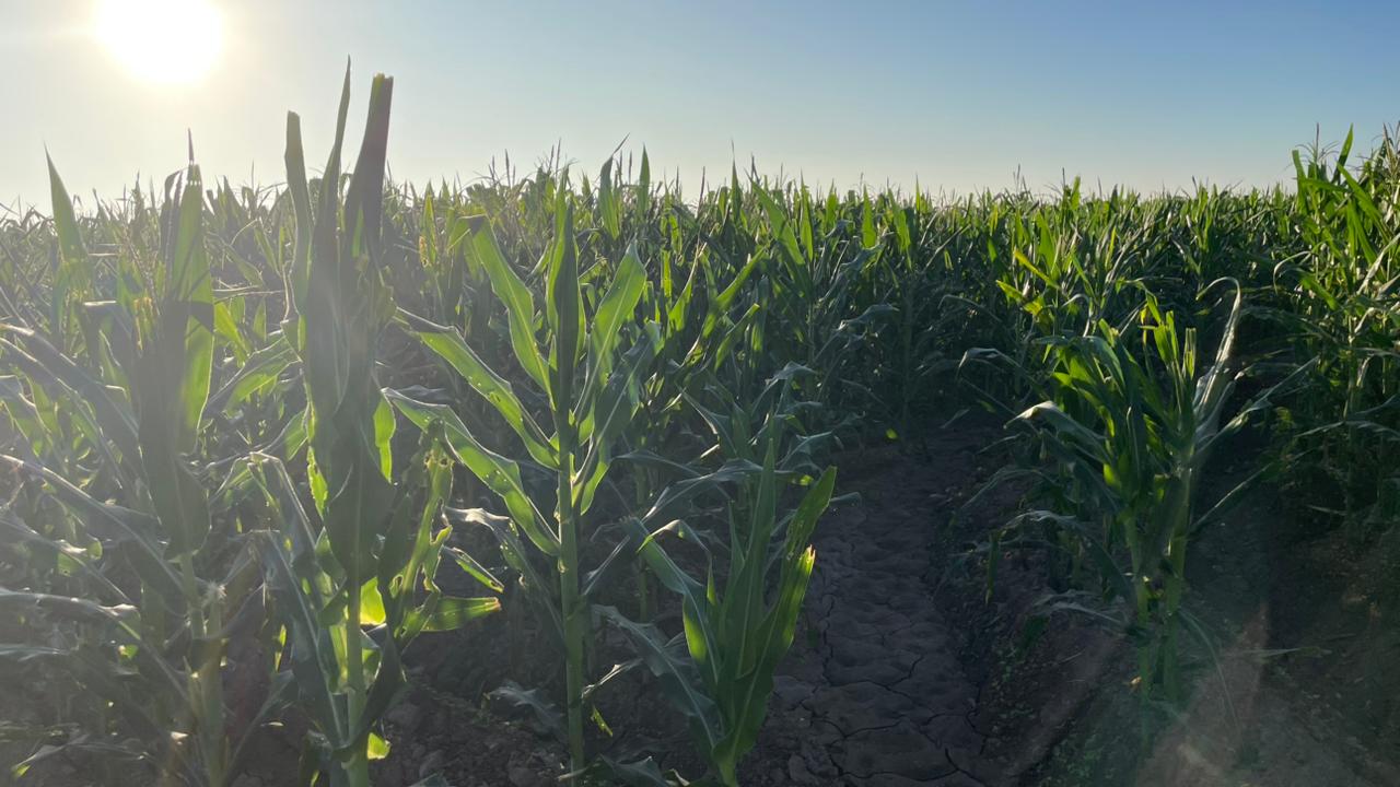 Algunos predios de frijol, maíces y sorgo resultaron afectados por las lluvias