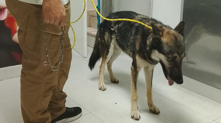 Yuma, se reencuentra con su familia tras varios días bajo resguardo de la fundación Balto y Togo.