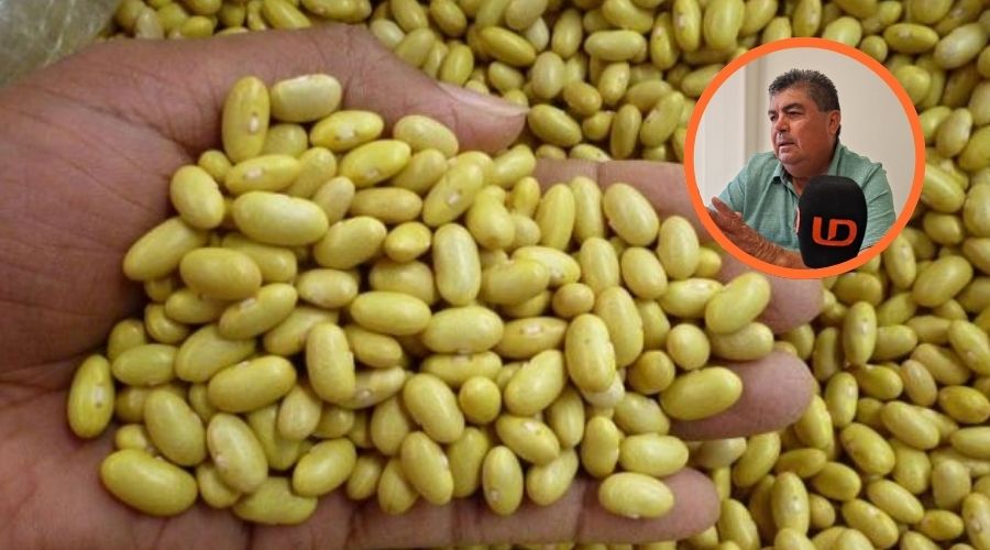 Mano con frijol amarillo