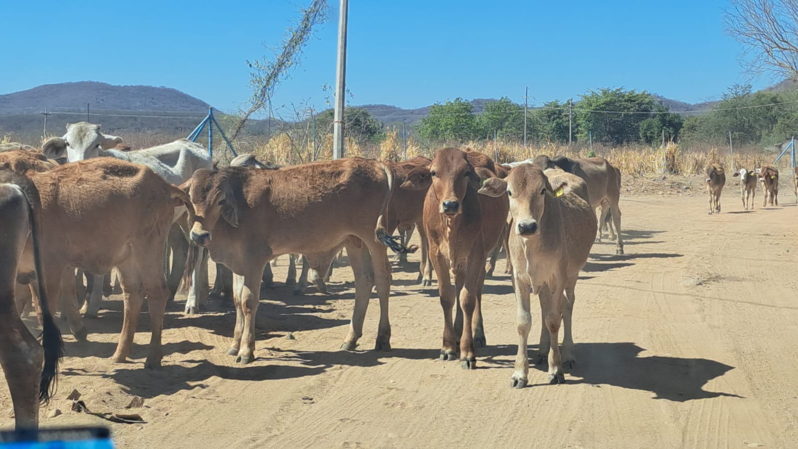 Lluvias del fin de semana favorecen al sector ganadero de Culiacán; habrá rebrote de pastura