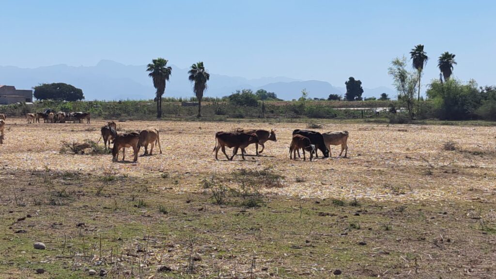 Ganado en el campo