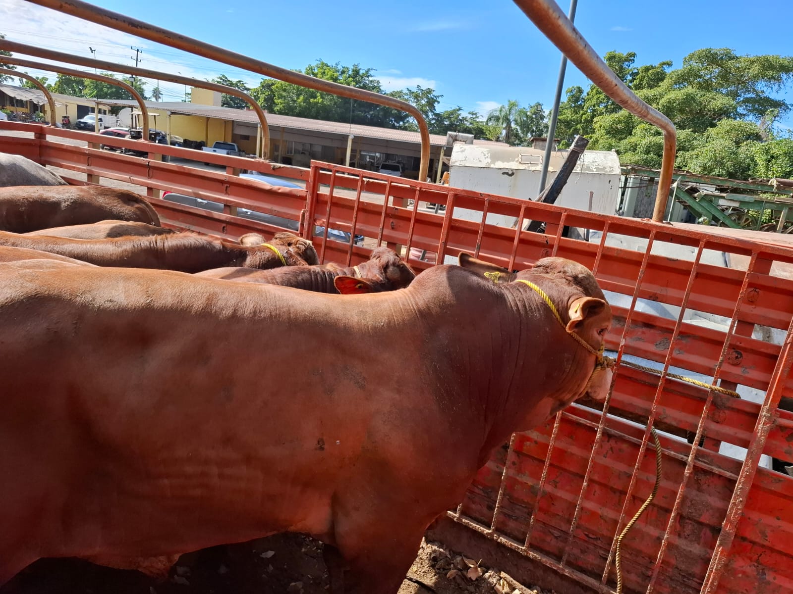 Ganado dentro de un corral