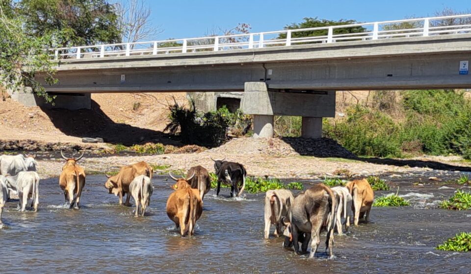 Ganado tomando agua en río de Sinaloa