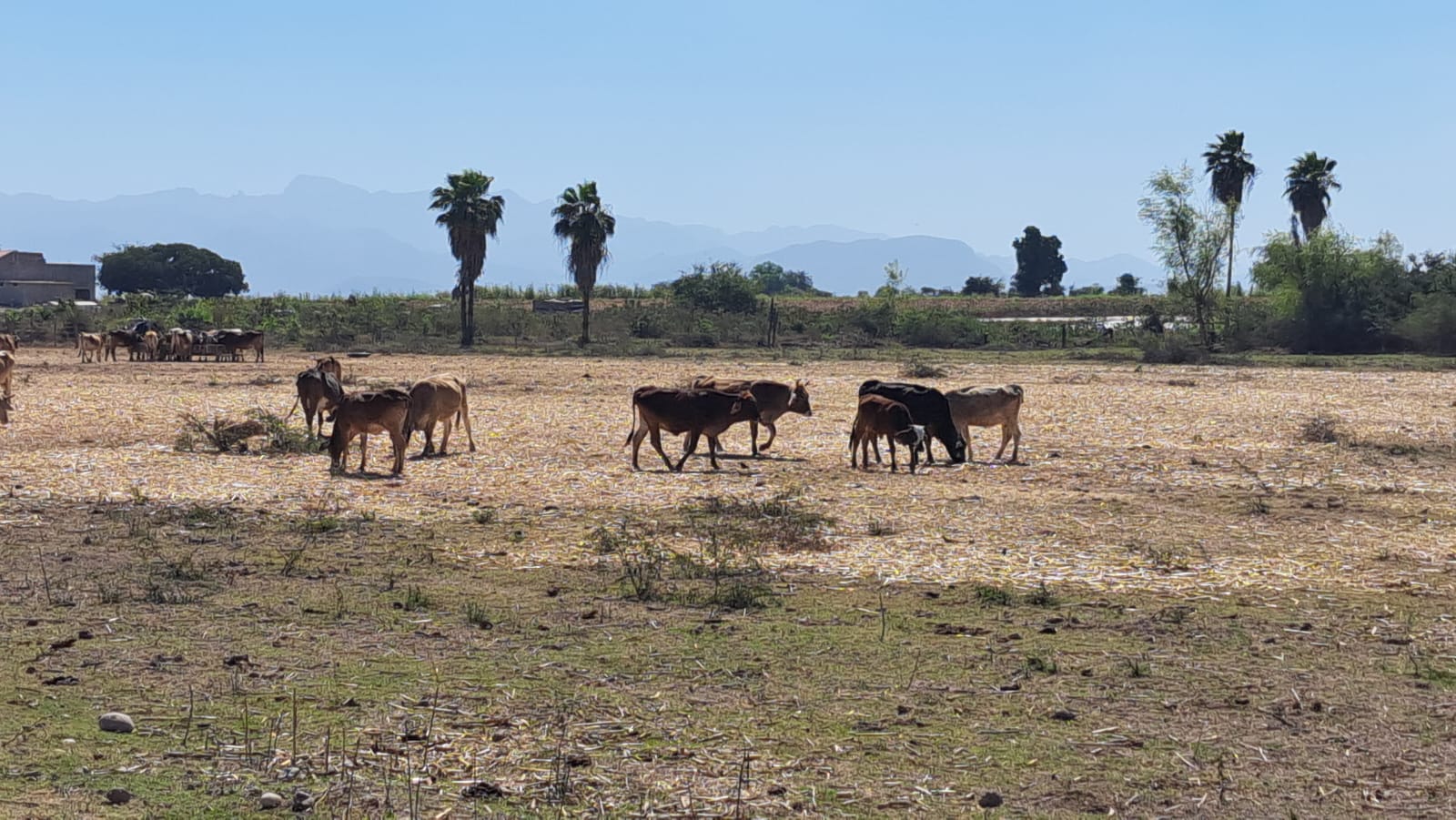 Ganado en el campo