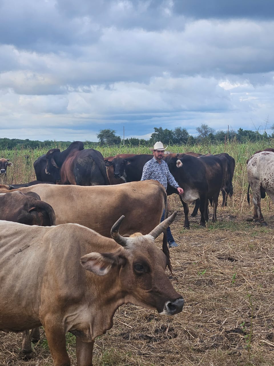 Hombre del campo junto a su ganado