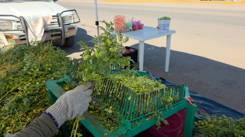 Venta de garbanzo verde.