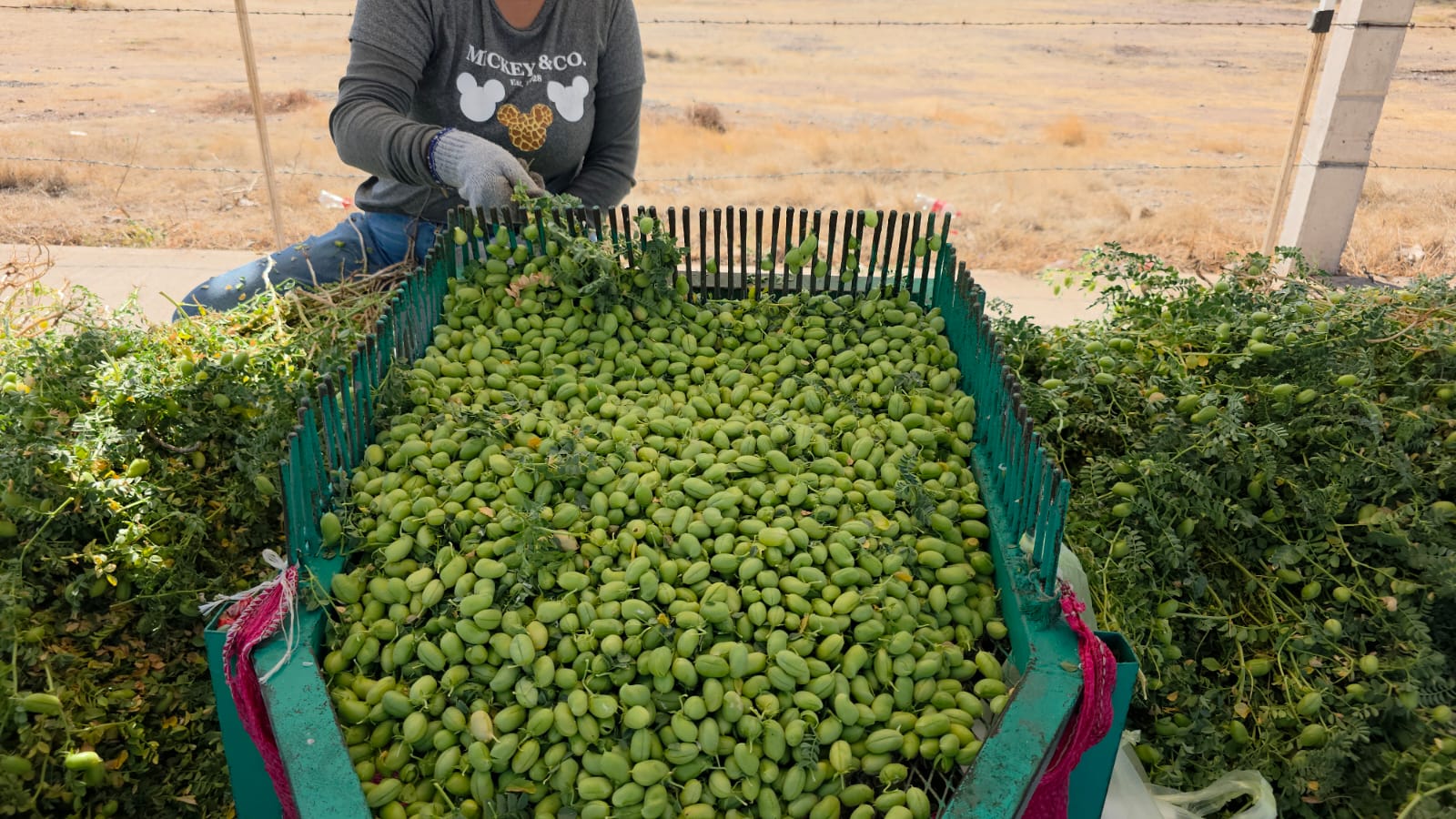Venta de Garbanzo verde