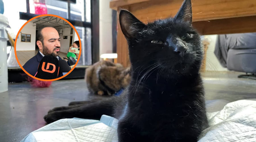 Gatito negro en una colchoneta