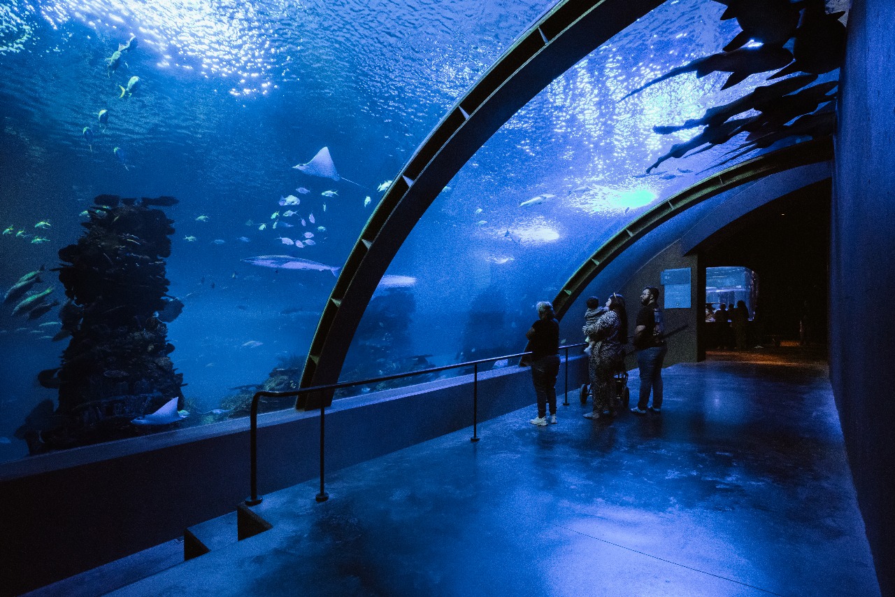 Gran Acuario Mazatlán anuncia paquete para locales