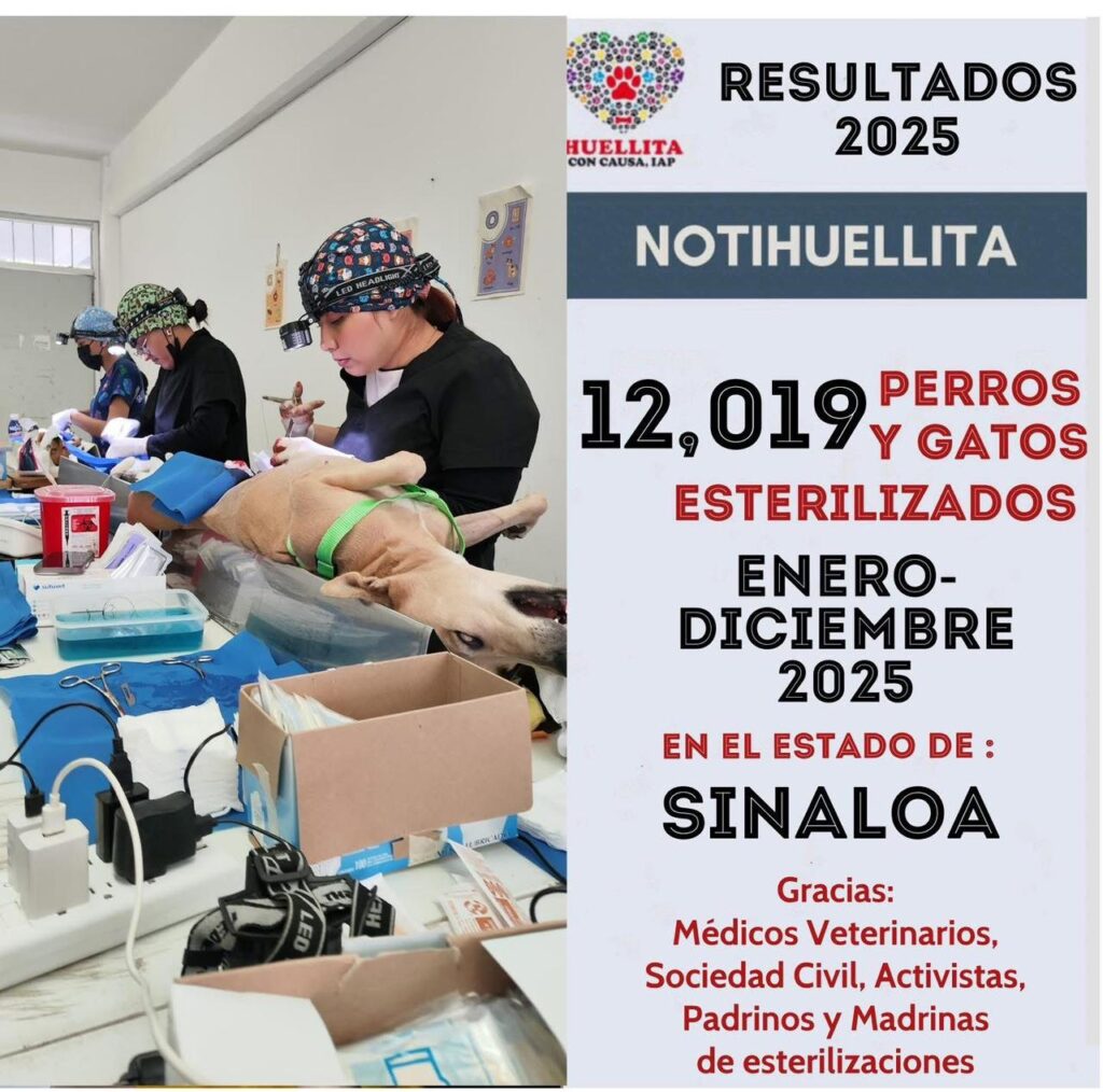 Diseño con perritos esterilizandose