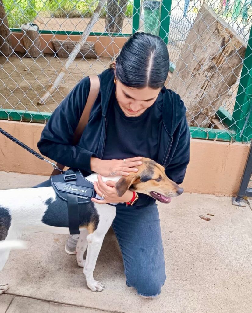 Perro de tamaño grande adoptado en la campaña de Huellitas del Bienestar.