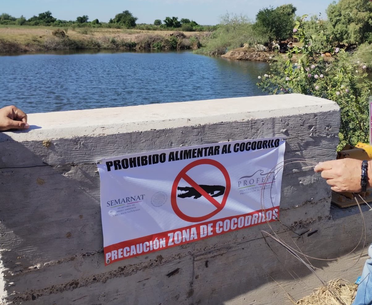 Alistan operativo para capturar a cocodrilo de la Laguna de Carricitos Guasave