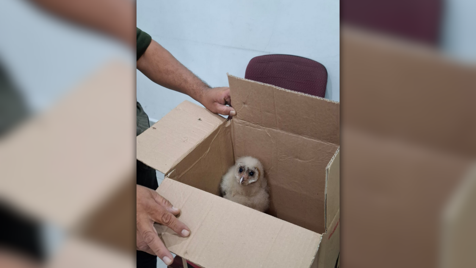 Rescatan cría de lechuza en Guasave