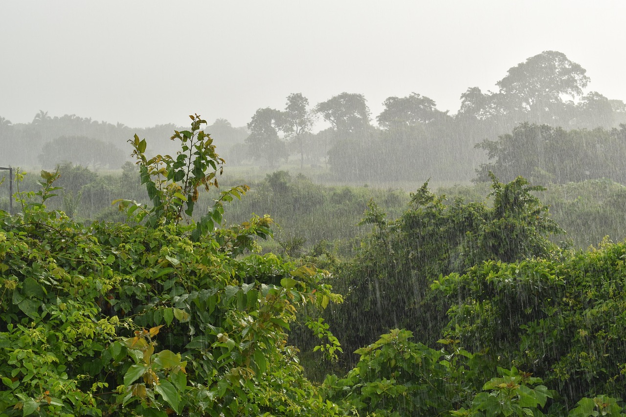 Lluvia entre arboles