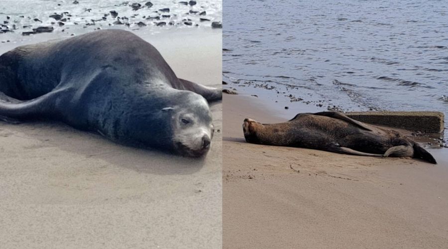 Lobo Marino en El Maviri