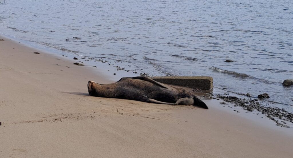 Lobo Marino en El Maviri