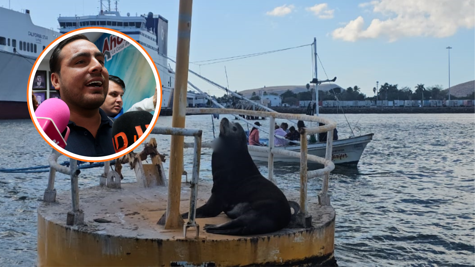 “Que sirva para que nos capacitemos”: Síndico sobre deceso de lobo marino