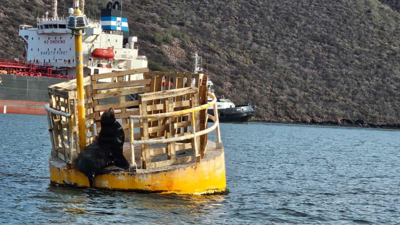Lobo Marino herido en Topolobampo