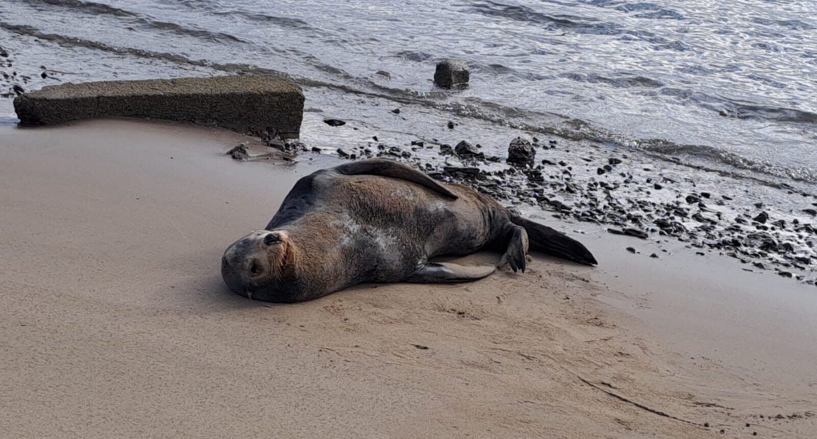 Lobo Marino en El Maviri