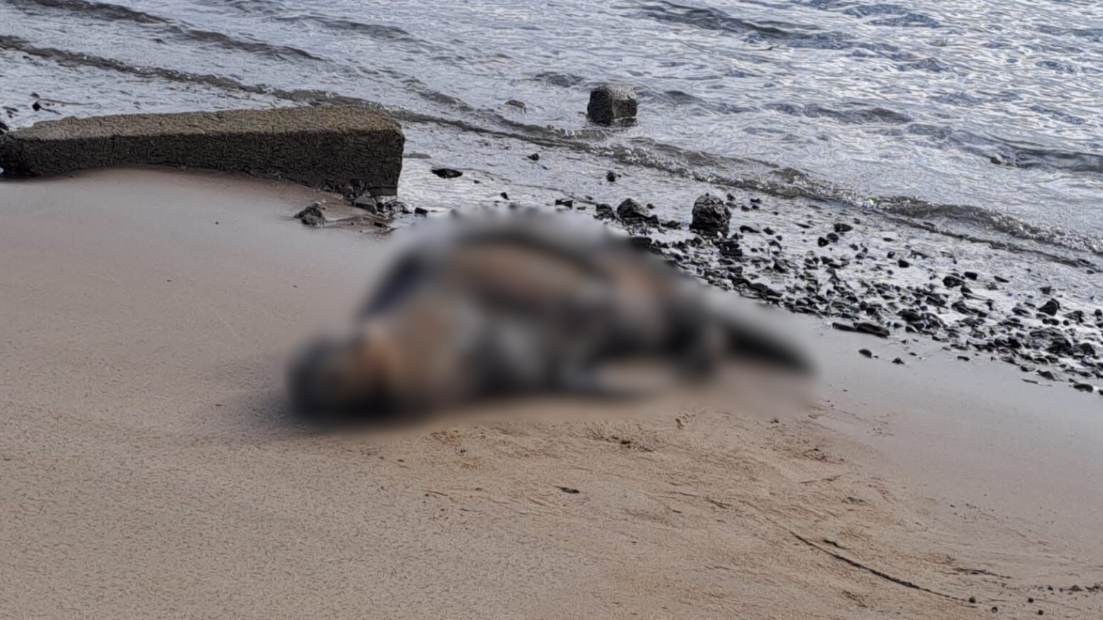 Muere lobo marino adulto durante este fin de semana en playa de El Maviri