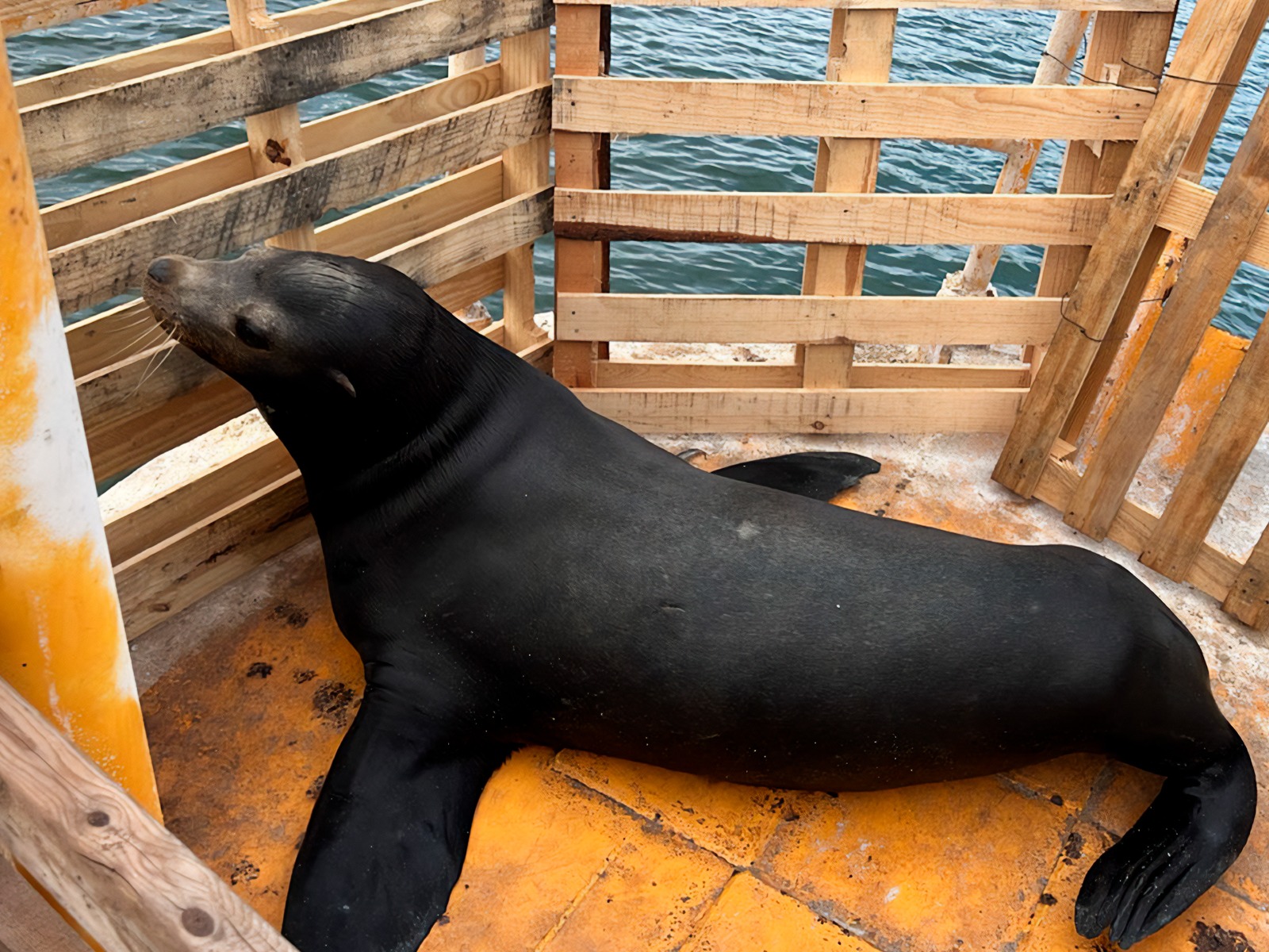 Lobo marino herido en Topolobampo.