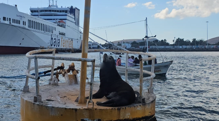 Lobo marino arriba de una boya flotante