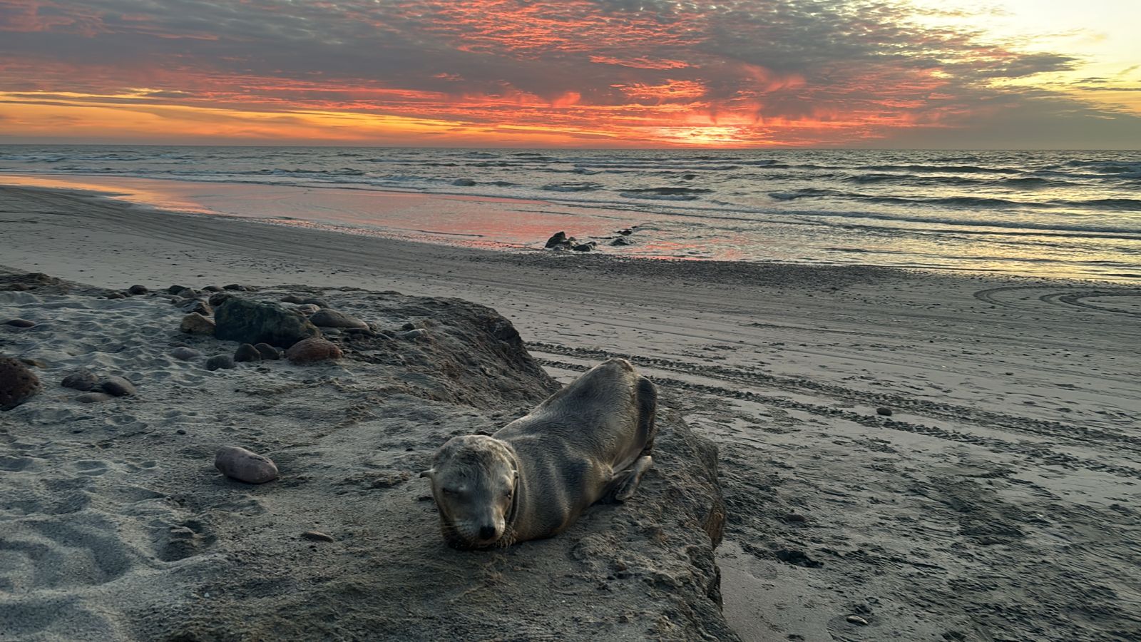 Aparición de cachorro de lobo marino en playas de Celestino Gazca