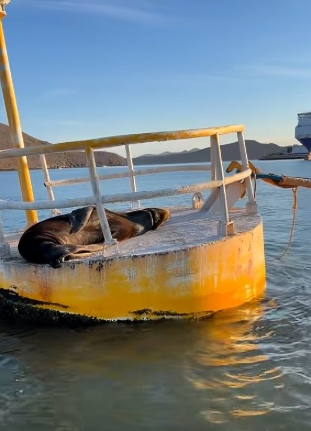 Lobo marino herido en Topolobampo.