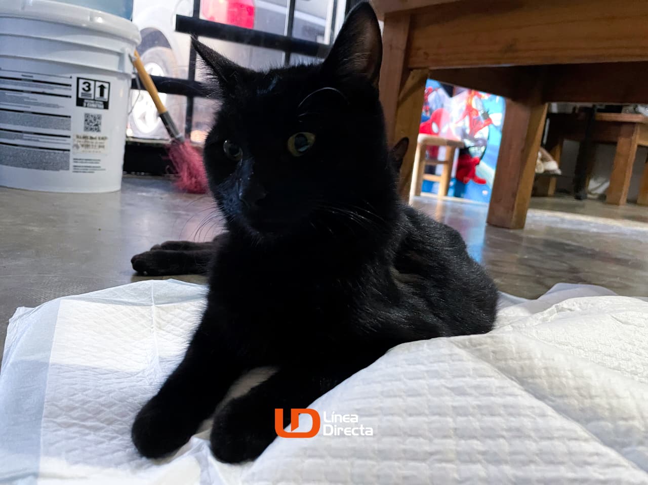 Gato negro en Los Mochis