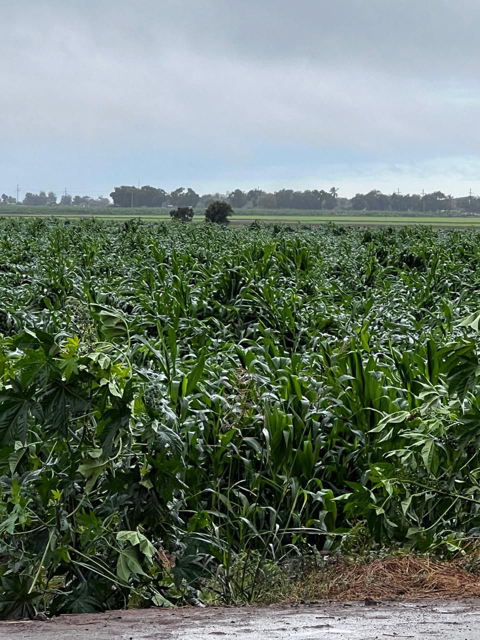 Campo de maíz.