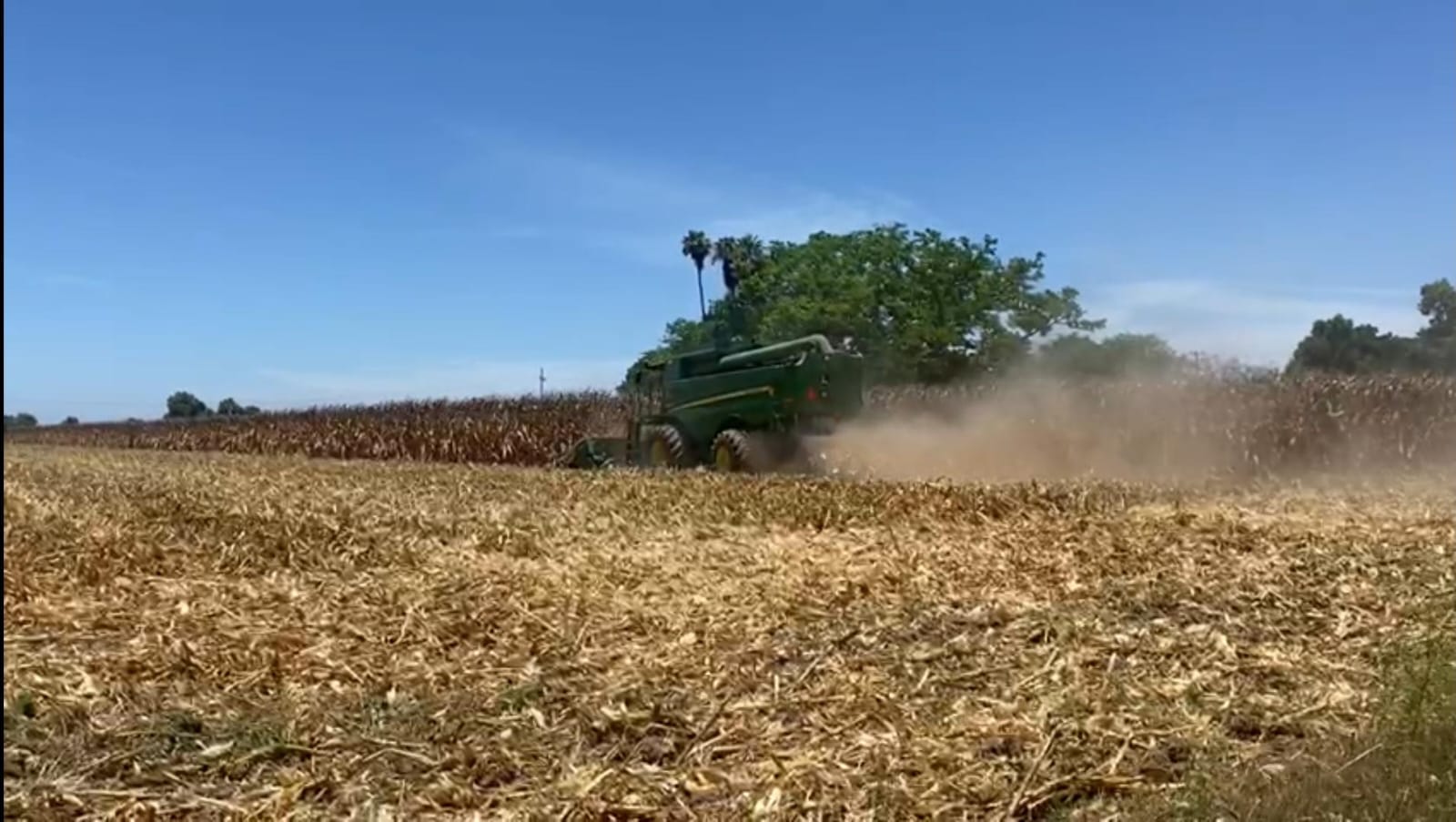 Campo con maíz y maquinaria