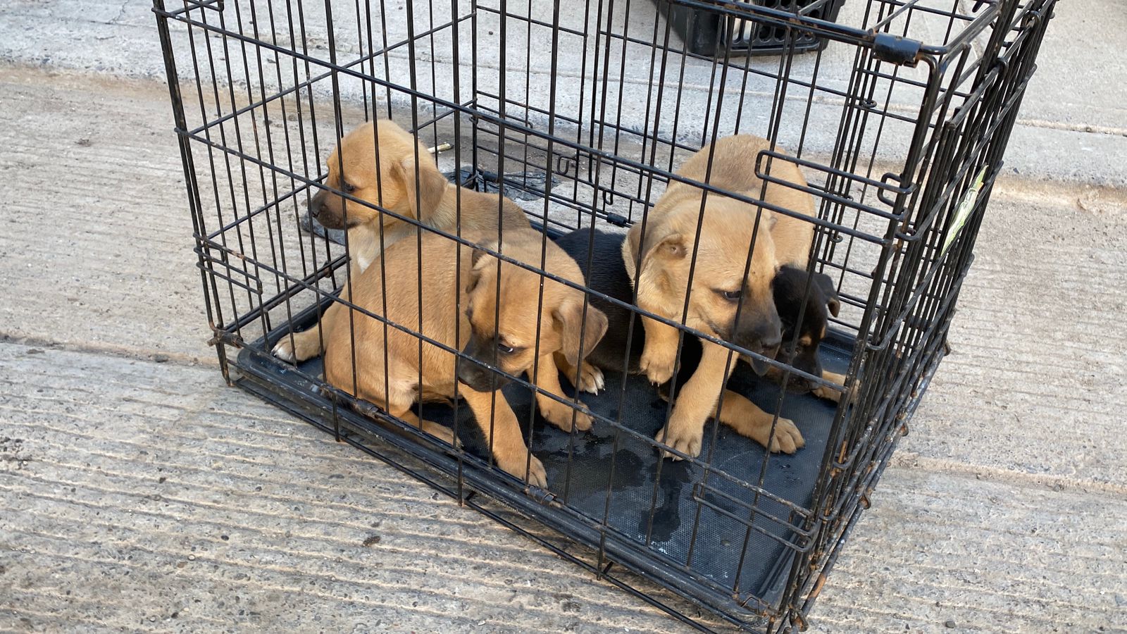 Perritos dentro de una jaula