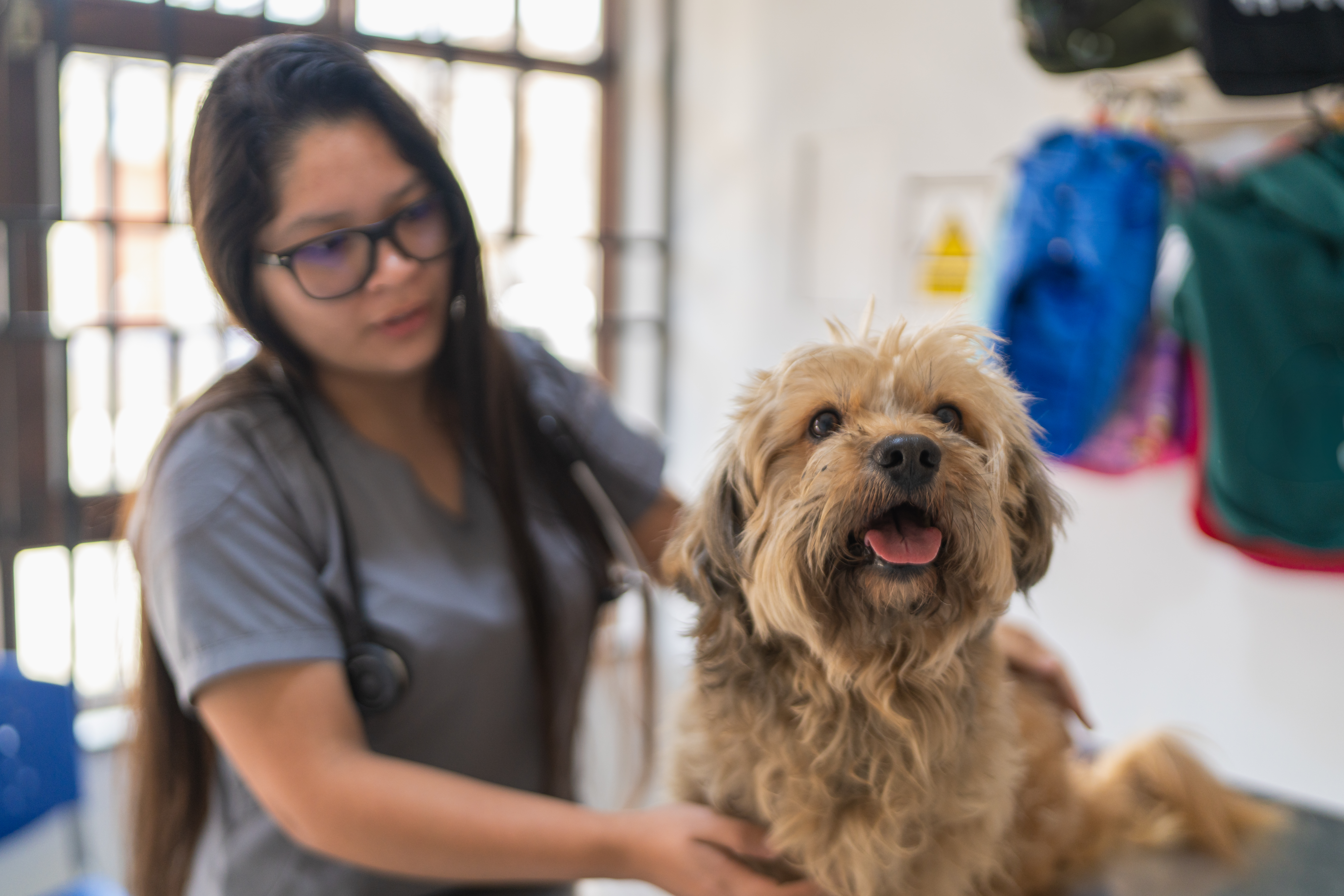 Salud Ahome esteriliza mascotas