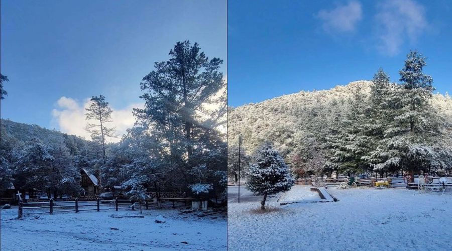 Paisaje de bosque cubierto de nieve blanca