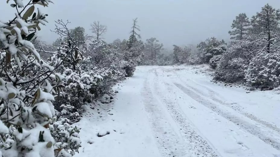 Paisaje de camino en un bosque cubierto de blanca nieve