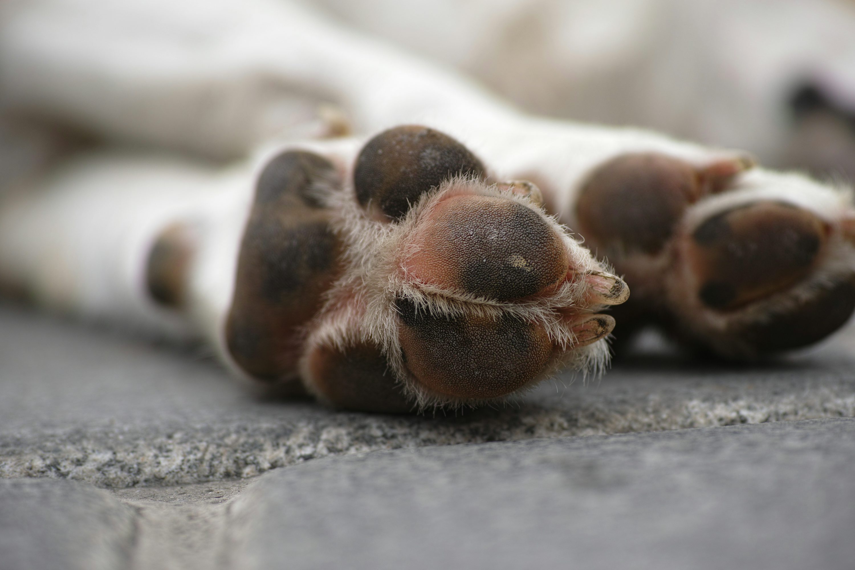 Envenenan y agreden a perros en Guasave