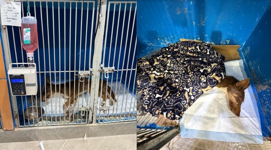Perrita en jaula enferma